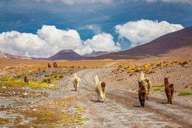 Atacama Çölü 'nde, Andes Altiplano' da, Güney Amerika 'da,