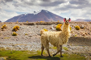 Atacama Çölü 'ndeki lama, Andes Altiplano, Güney Amerika
