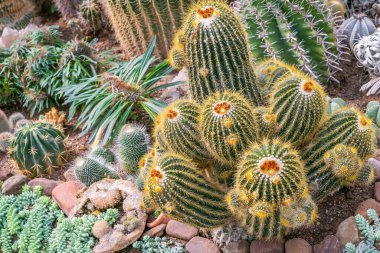Kaktüs bitkisi deseni. Doğal arka plan. kaktüs üst görünümü