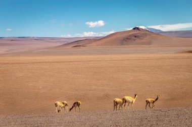 Atacama Çölü, Andes Altiplano, Şili, Güney Amerika 'daki Guanaco Vicuna grubu