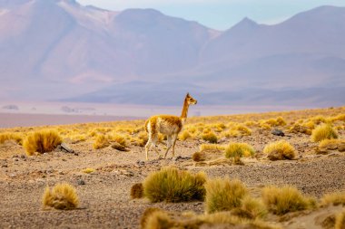 Guanaco Vicuna Atacama Çölü 'nde, And Dağları Altiplano, Güney Amerika