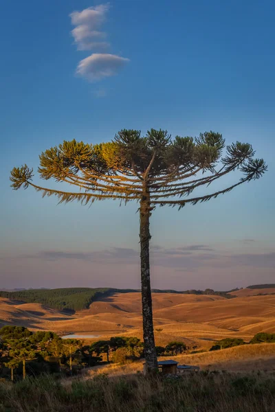 Southern Brazil Countryside Meadows Landscape Peaceful Golden Sunrise Single Araucaria — стоковое фото