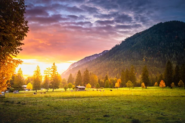 Krávy Pasoucí Podzim Alpách Karwendelovy Hory Innsbrucku Tyrolsko — Stock fotografie