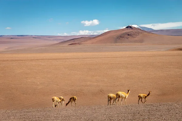 Grupo Guanaco Vicuna Naturaleza Del Desierto Atacama Andes Altiplano Chile — Foto de Stock
