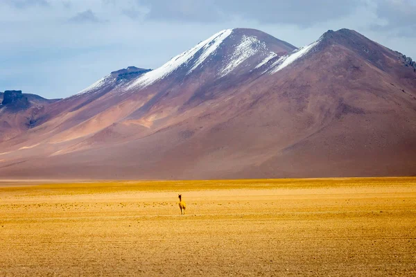 アタカマ砂漠の野生でグアナコビクーナ アンデスAltiplano 南アメリカ — ストック写真