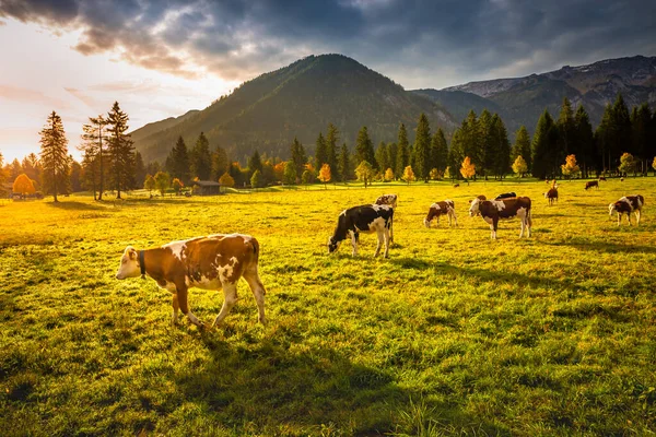 Krowy Wypasane Alpach Jesienią Karwendel Innsbrucku Tyrol — Zdjęcie stockowe