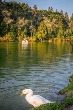 Lago Zenci Kara Göl ve Kuğu Pedal Tekneleri, Gramado, Rio Grande do Sul, Güney Brezilya