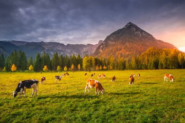 Cows grazing in Alps at autumn, Karwendel mountains in Innsbruck, Tyrol clipart