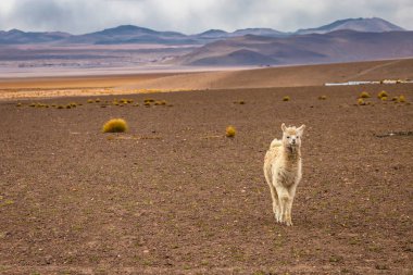 Genç lama Atacama Çölünde, And Dağları, Güney Amerika