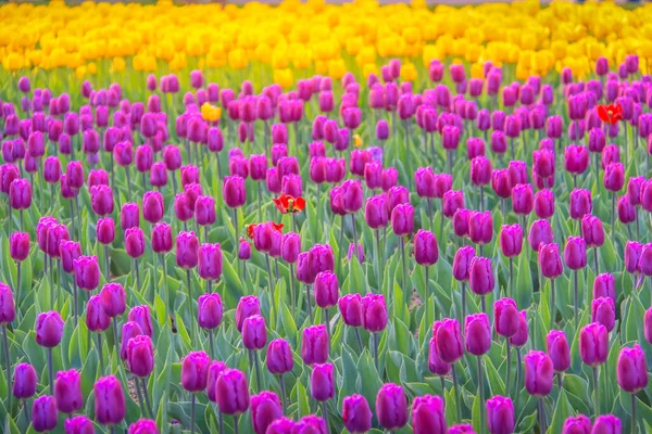Field Tulips Bloom Colorful Springtime Amsterdan Netherlands — Stock Photo, Image