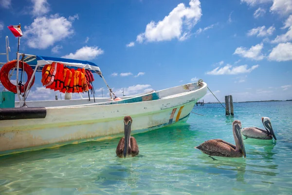 Cancún Idílica Playa Caribeña Con Barco Aves Marinas Pelícanas Riviera —  Fotos de Stock