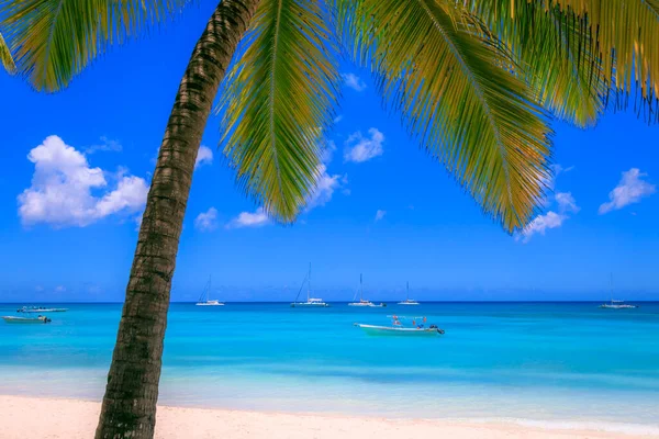 Tropický Ráj Idylická Karibská Pláž Plachetnicemi Čluny Punta Cana Dominikánská — Stock fotografie