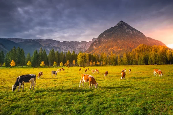 Krávy Pasoucí Podzim Alpách Karwendelovy Hory Innsbrucku Tyrolsko — Stock fotografie
