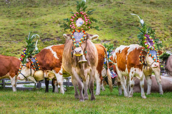 Ornate Cow parade called Almabtrieb in Zillertal, Austrian alps, annual event in the Alpine region of Austria