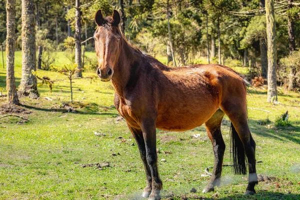 Jeden Portrét Hnědého Koně Slunečného Dne Argentině Pampa Jižní Amerika — Stock fotografie