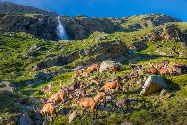 Ibex Wild Animal Mountain Fauna Gran Paradiso Italian Alps Italy — стокове фото