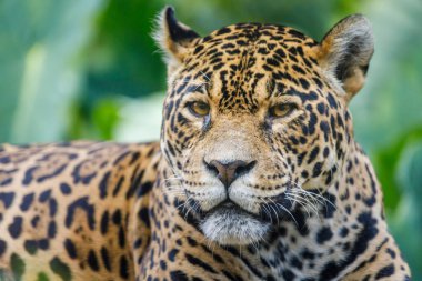 Jaguar Panthera onca majestic feline looking at camera in Pantanal, Brazil, South America