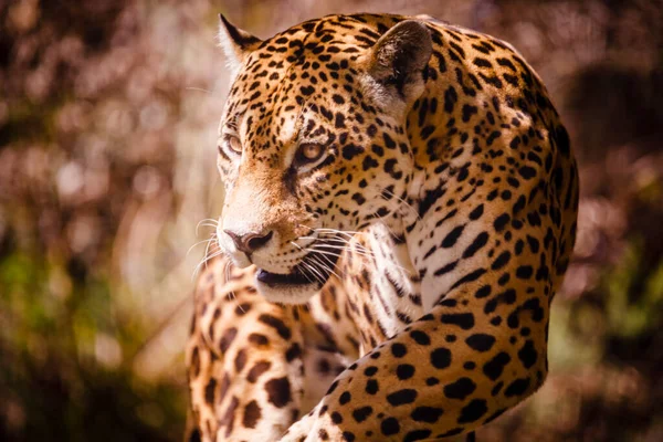 Jaguar Panthera Onca Magestic Feline Hunting Pantanal Brazil South America — стоковое фото