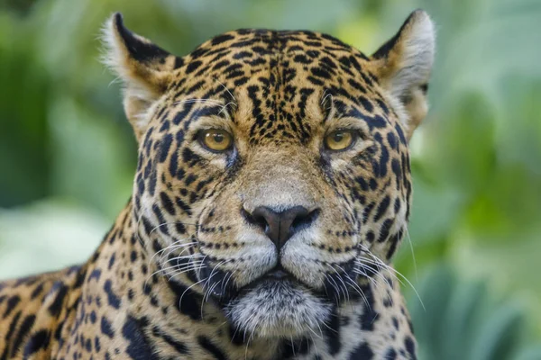 Jaguar Panthera Onca Majestic Feline Looking Camera Pantanal Brazil South — стоковое фото