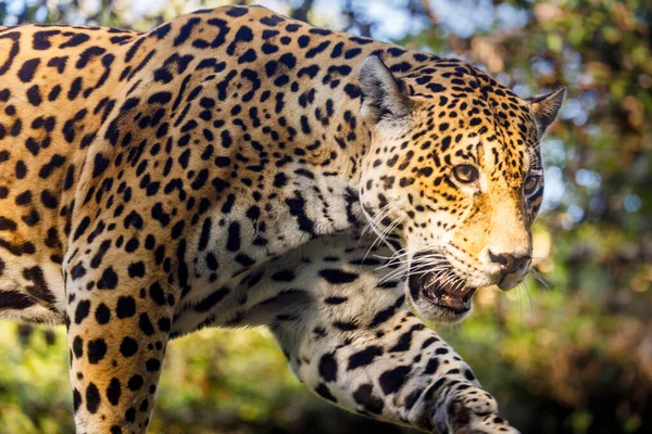 Jaguar Panthera Onca Magestic Feline Hunting Pantanal Brazil South America — стоковое фото