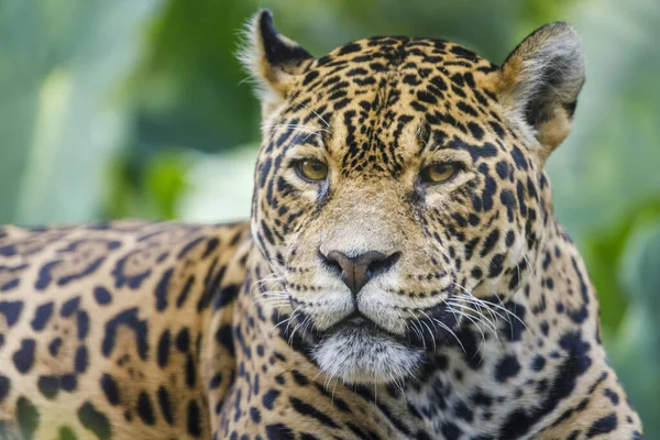 Jaguar Panthera Onca Majestic Feline Looking Camera Pantanal Brazil South — Fotografia de Stock