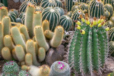 Kaktüs bitkisi deseni. Doğal arka plan. kaktüs üst görünümü