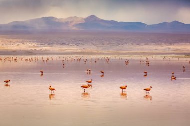 Laguna Colorada, Red Lagoon, is a shallow salt lake in the southwest of the altiplano of Bolivia, within Eduardo Avaroa Andean Fauna National Reserve and close to the border with Chile