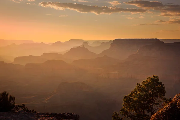 Grand Canyon South Rim Silhouette Golden Sunset Tree Arizona United — Stock Photo, Image