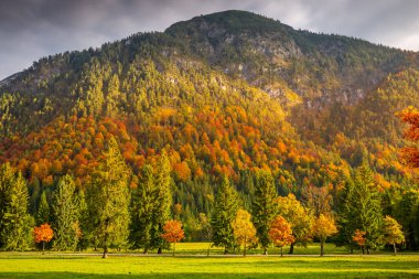 Maple and pine trees in Alps at golden autumn sunrise, Karwendel mountains near Innsbruck, Tyrol, Austria