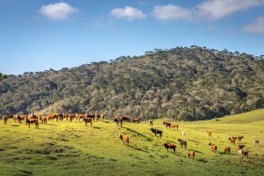 Cows grazing at sunset, Rio Grande do Sul pampa landscape - Southern Brazil