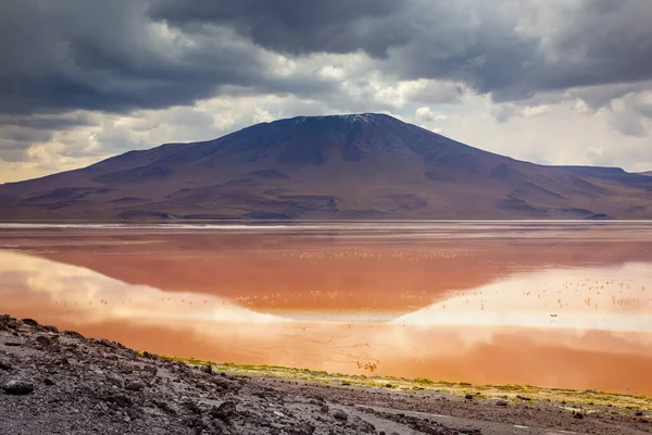 Laguna Colorada, Red Lagoon, is a shallow salt lake in the southwest of the altiplano of Bolivia, within Eduardo Avaroa Andean Fauna National Reserve and close to the border with Chile