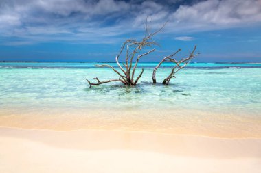 Tropical paradise, Aruba idyllic caribbean beach at sunny day, Dutch Antilles, Caribbean Sea