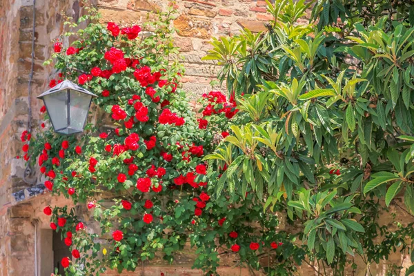 Parede Medieval Toscana Com Flores Vermelhas Lâmpada Primavera Siena Itay — Fotografia de Stock