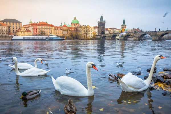 Cisnes Flotando Río Moldava Puente Medieval Charles Praga Amanecer República —  Fotos de Stock