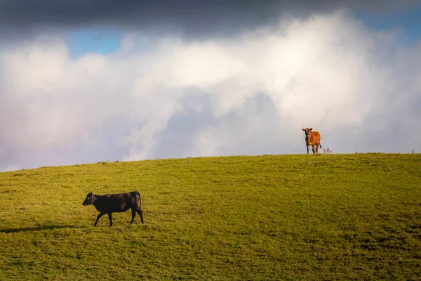 Cows Grazing Sunset Rio Grande Sul Pampa Landscape Southern Brazil — Fotografia de Stock