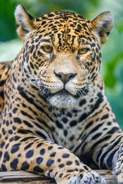 Jaguar Panthera Onca Majestic Feline Looking Camera Pantanal Brazil South — Fotografia de Stock