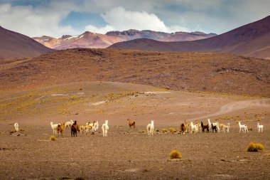 Atacama Çölü, Andes Altiplano, Güney Amerika 'daki Guanacos ve Lamalar grubu.