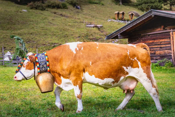 Ozdobná Přehlídka Krav Zvaná Almabtrieb Zillertalu Rakouské Alpy Každoroční Akce — Stock fotografie