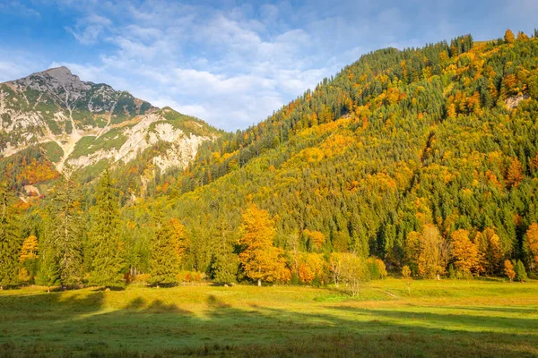Maple Pine Trees Alps Golden Autumn Sunrise Karwendel Mountains Innsbruck — Stock fotografie