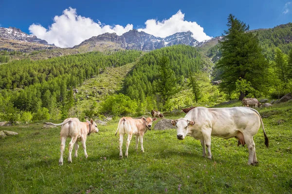 Швейцарські Корови Альпійському Ландшафті Гран Парадісо Північна Італія Межують Францією — стокове фото