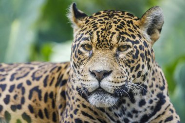 Jaguar Panthera onca majestic feline looking at camera in Pantanal, Brazil, South America