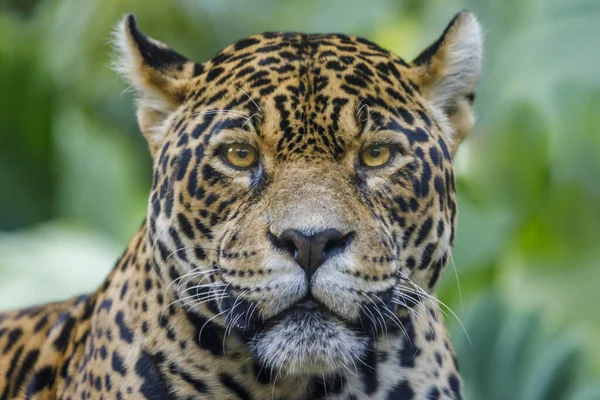 Jaguar Panthera Onca Majestic Feline Looking Camera Pantanal Brazil South — Fotografia de Stock