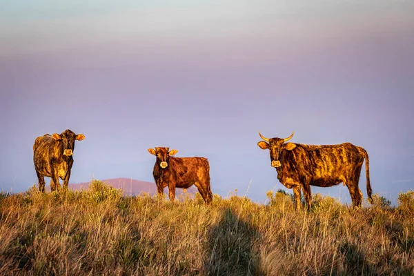 Cows Grazing Sunset Rio Grande Sul Pampa Landscape Southern Brazil — стокове фото