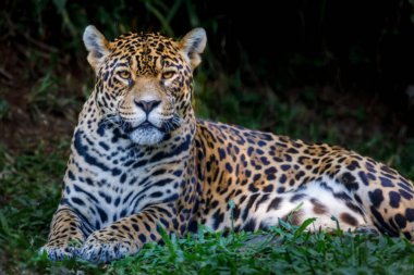 Jaguar Panthera onca majestic feline looking at camera in Pantanal, Brazil, South America