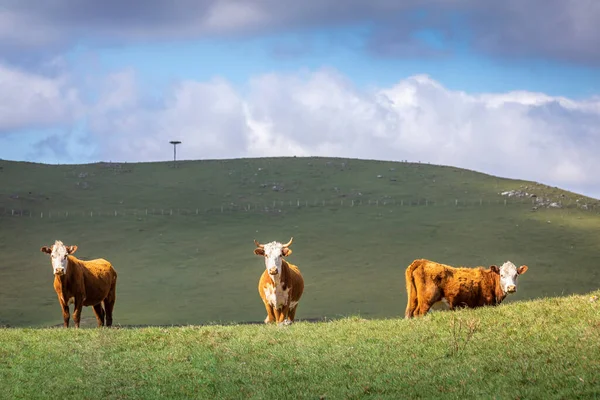 Cows Grazing Sunset Rio Grande Sul Pampa Landscape Southern Brazil — Stock fotografie