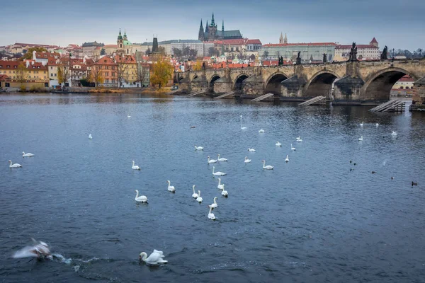 Лебеди Плавающие Реке Влтаве Пражскому Средневековому Карлову Мосту Сумерках Чехия — стоковое фото