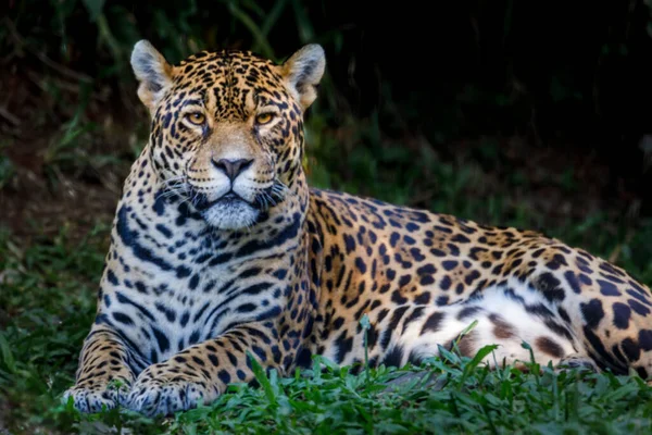 Jaguar Panthera Onca Majestic Feline Looking Camera Pantanal Brazil South — Fotografia de Stock