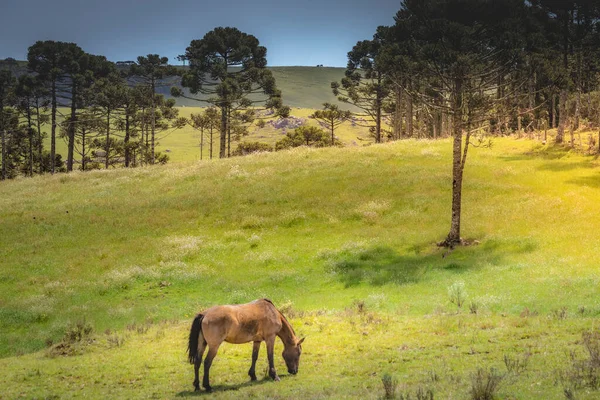 Cavalo Solitário Dia Ensolarado Paisagem Pampa Rio Grande Sul Sul — Fotografia de Stock