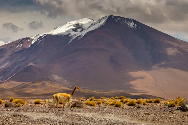 Guanaco Vicuna Wild Atacama Desert Andes Altiplano Ameryka Południowa — Zdjęcie stockowe
