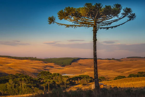 Southern Brazil Countryside Meadows Landscape Peaceful Golden Sunrise Single Araucaria — Fotografia de Stock